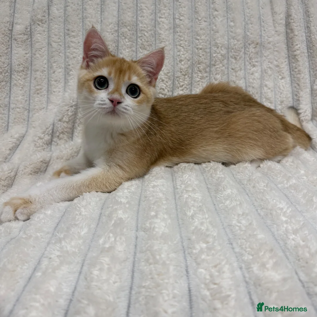 British Shorthair cats for sale: 🧡Exceptional pedigree golden BSH🧡 - Advert 2