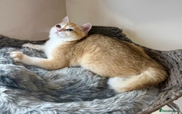 British Shorthair cats for sale: GCCF golden BSH ❤️ - Image 2