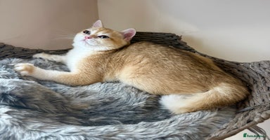 British Shorthair cats - Advert 9