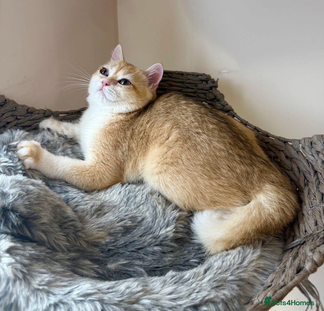 British Shorthair cats for sale: GCCF golden BSH ❤️ - Image 2