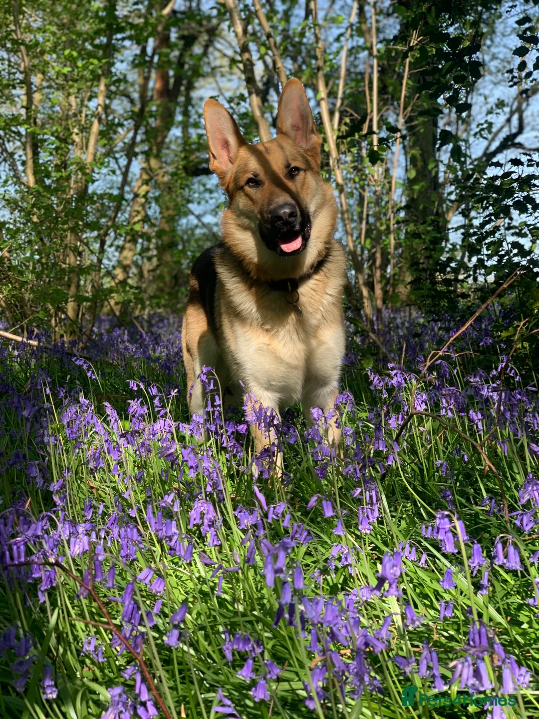 German Shepherd dogs for stud: Spectacular GSD wolfdog *for Stud only* in Dursley - Advert 32