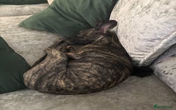 Mixed Breed dogs for sale: Peppa  - Image 4