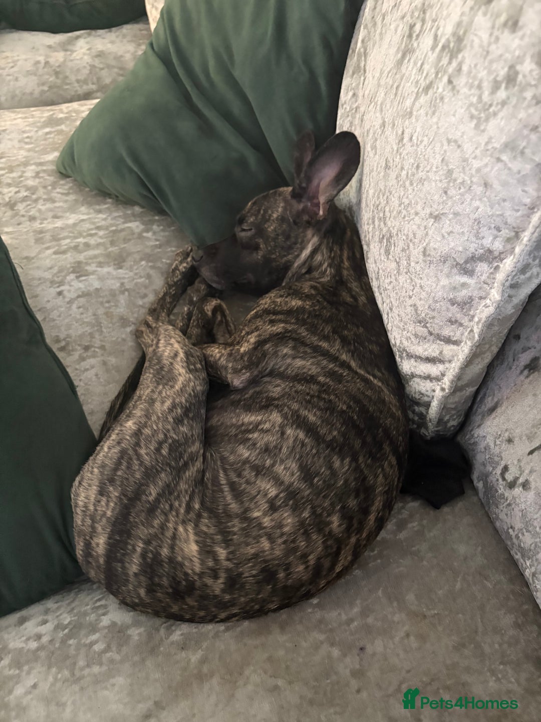 Mixed Breed dogs for sale: Peppa  - Image 4