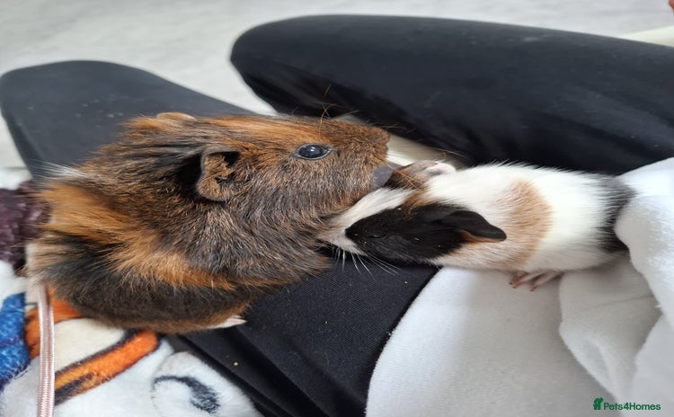 Guinea Pig rodents - Advert 14