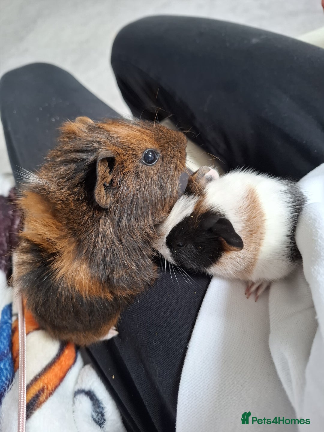 Guinea Pig rodents for sale: 2 male guinea pigs - Image 1