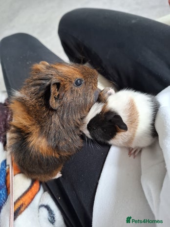 Guinea Pig rodents - Advert 4