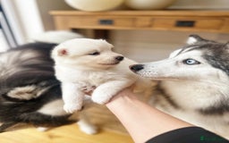 Pomsky dogs for sale: Blue-Eyed Pomskies Seeking Their Forever Homes 💫 - Image 13