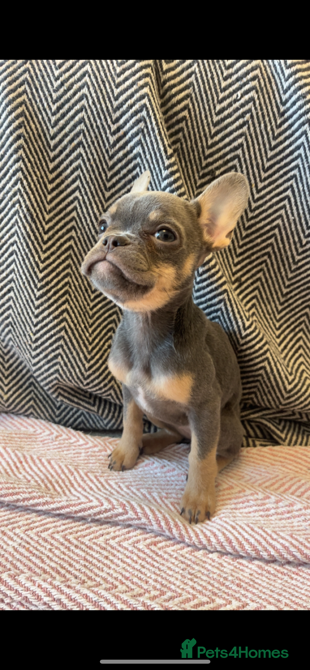 French Bulldog dogs for sale: Multi Coloured Merle French Bulldog Pups  - Advert 8
