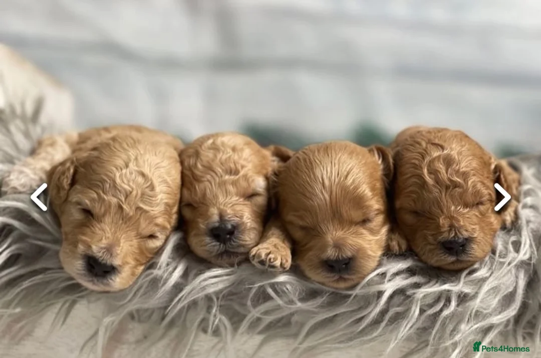 Cavapoo dogs for stud: Stunning Cavapoo for Stud (Proven) in Grays - Advert 14