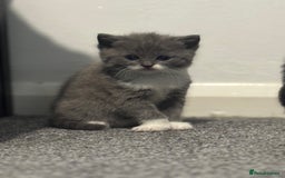 Mixed Breed cats for sale: Mixed , British short hair - Image 5