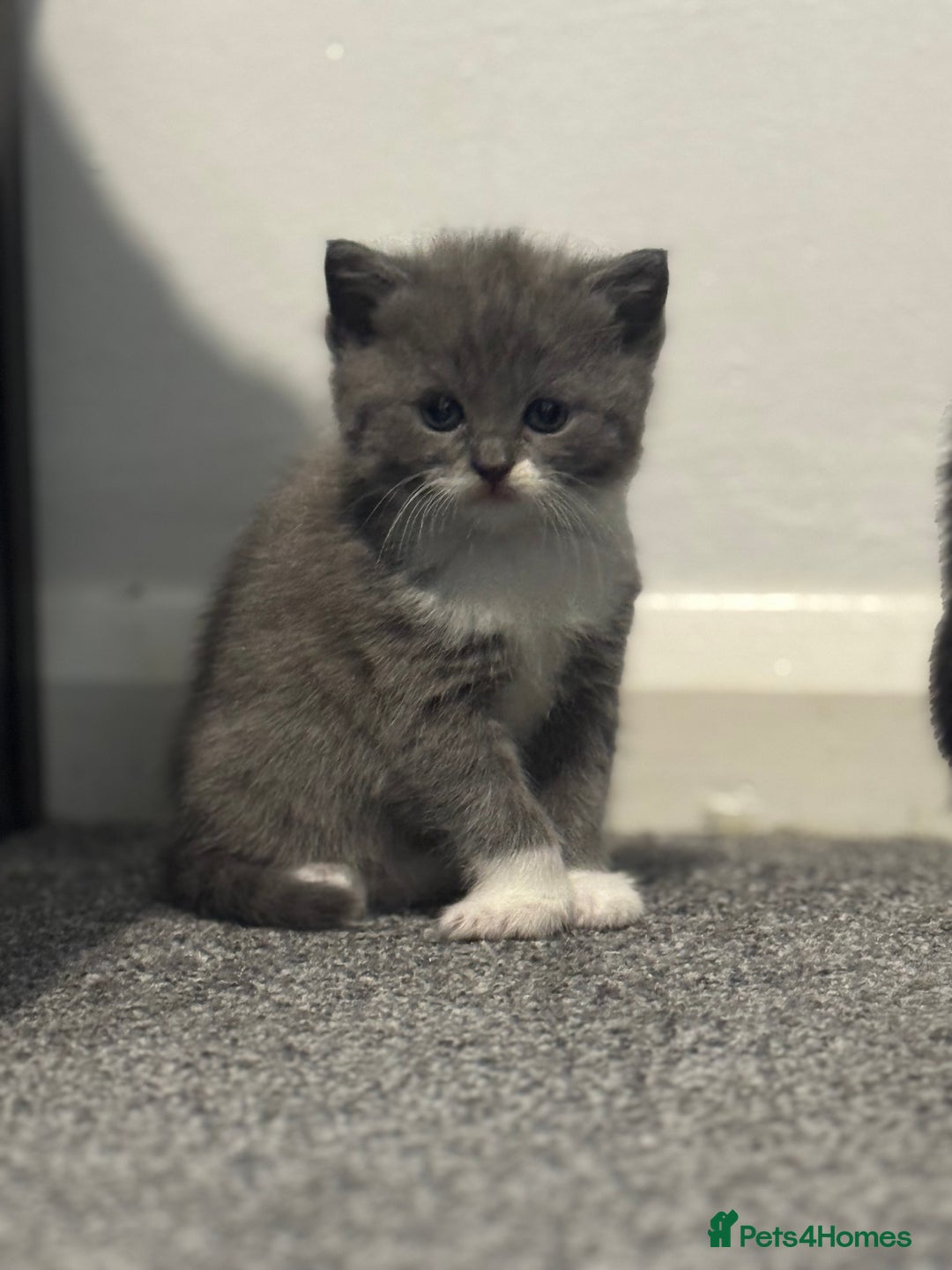 Mixed Breed cats for sale: Mixed , British short hair - Image 5