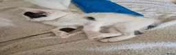 Mixed Breed cats for sale: Adorable kittens for sale  - Advert 12