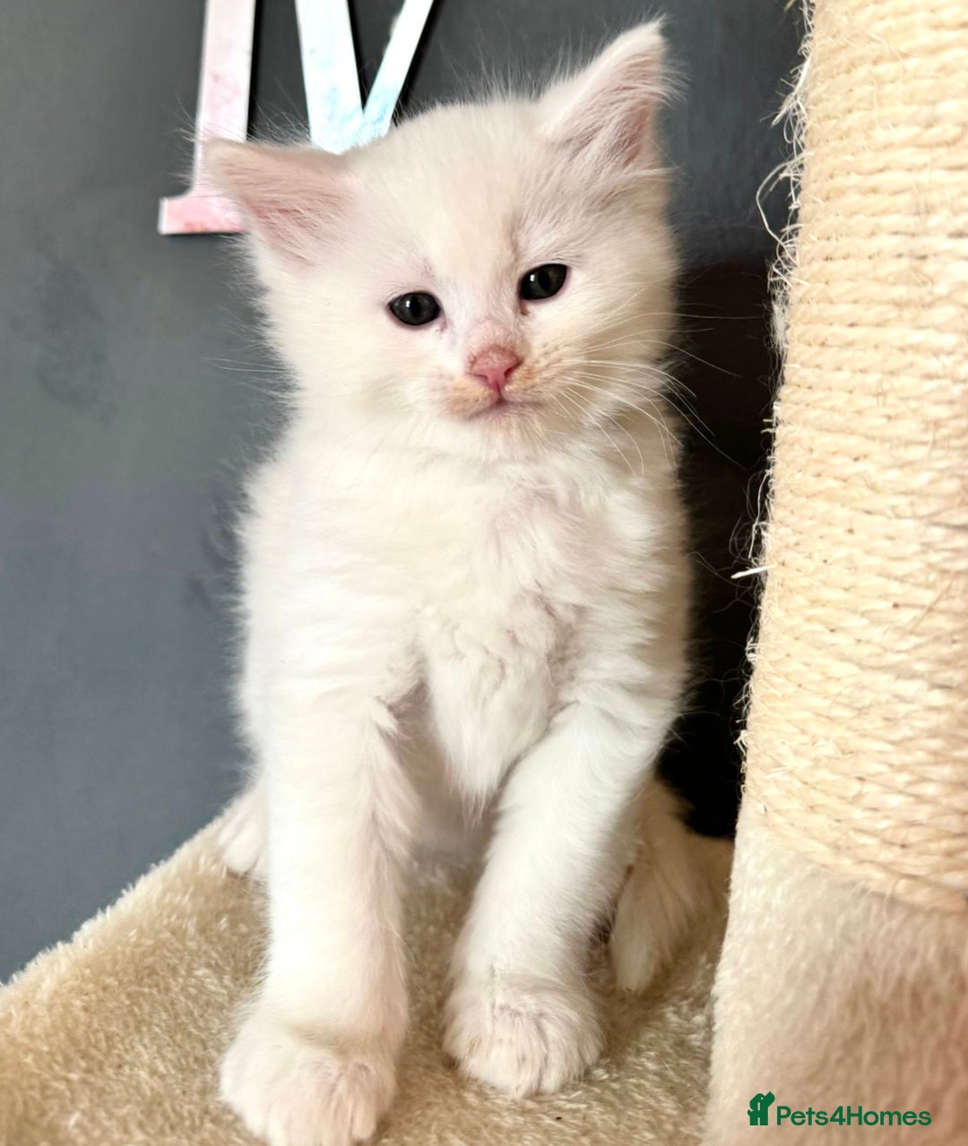 Mixed Breed cats for sale: Stunning Ragdoll x Maine Coon Kittens - Advert 4