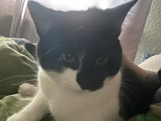 Mixed Breed cats Beautiful cat needing a great home - Advert 1