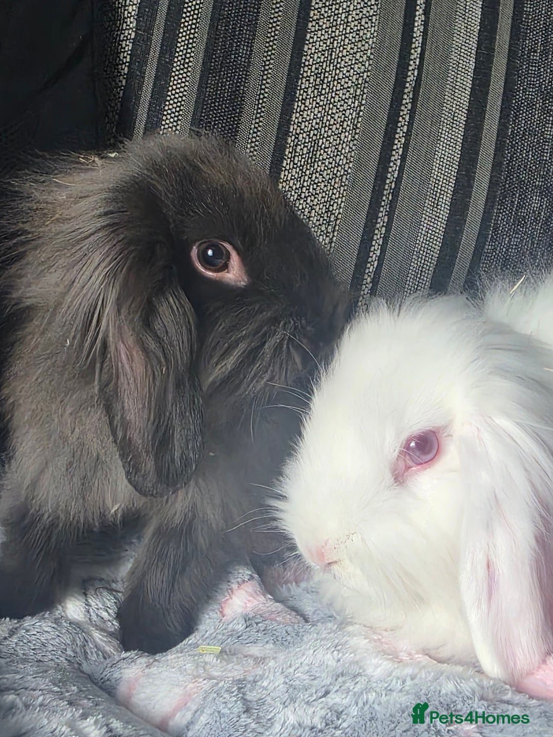 Mini Lion Lop rabbits for sale: Two friendly male lion lops - Image 4