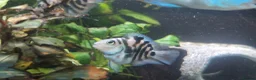 Cichlids fish for sale: Polar blue parrot fish - Advert 3