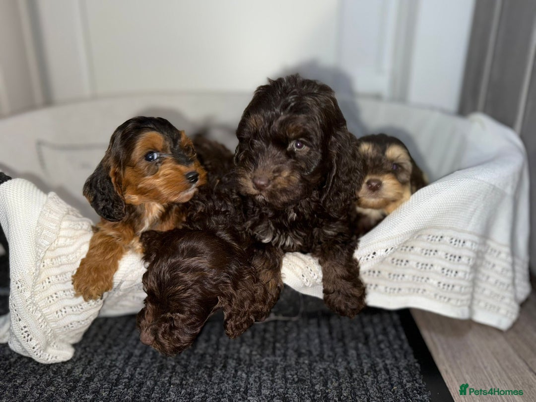 Cockapoo dogs for sale: Stunning cockapoo puppies  - Advert 3