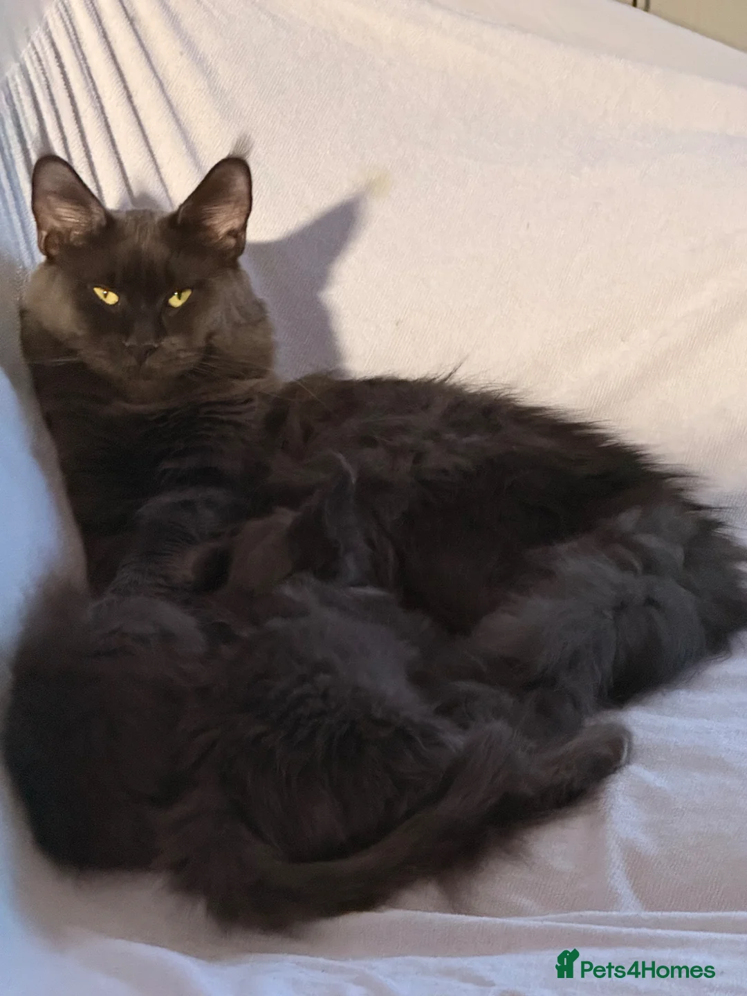 Maine Coon cats for sale: Maine Coon Kittens for sale Mix litter  - Advert 1