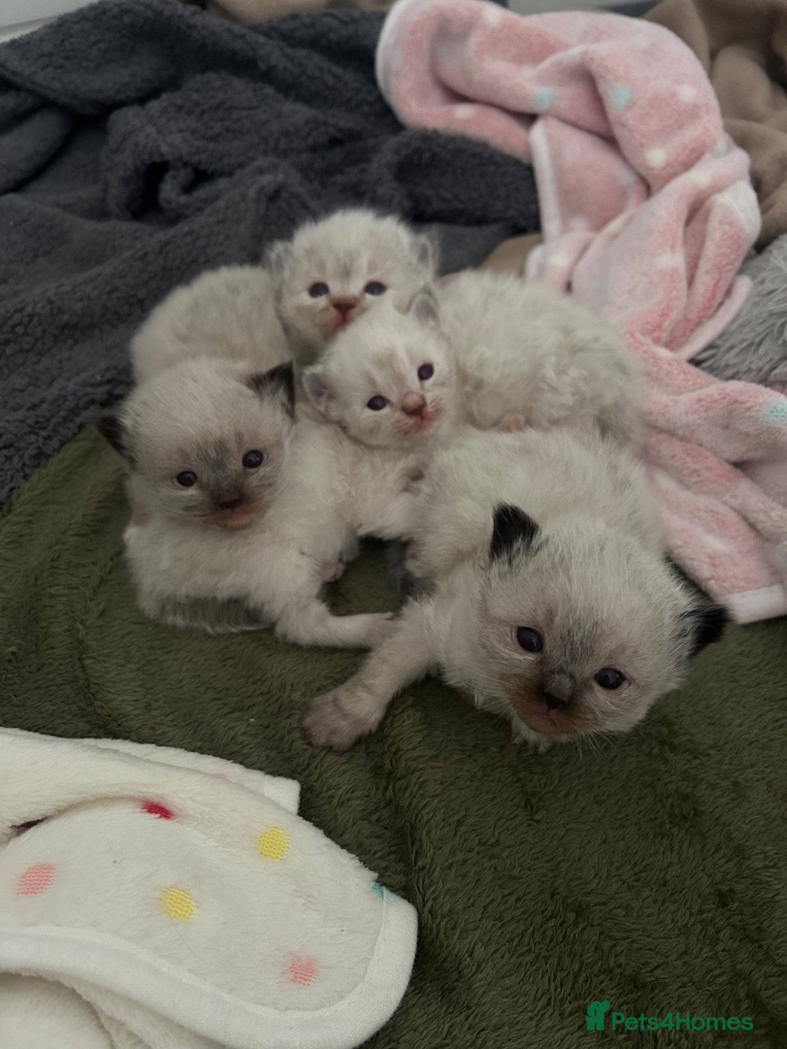 Ragdoll cats 3 male ragdoll kittens for sale  - Advert 17