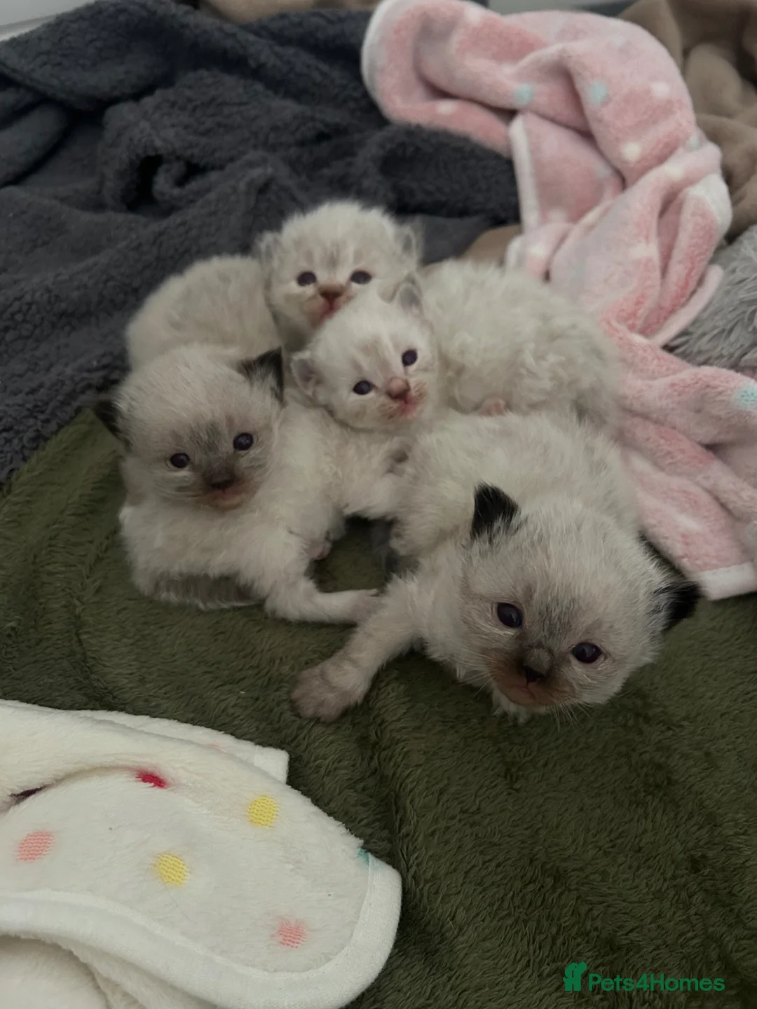 Ragdoll cats for sale: 3 male ragdoll kittens for sale  - Advert 1