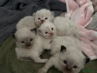Ragdoll cats 3 male ragdoll kittens for sale - Advert 2