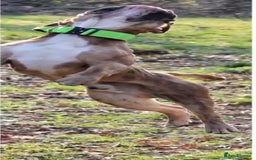 Olde English Bulldogge dogs for stud: 2 olde English bulldogs brothers for stud - Image 11