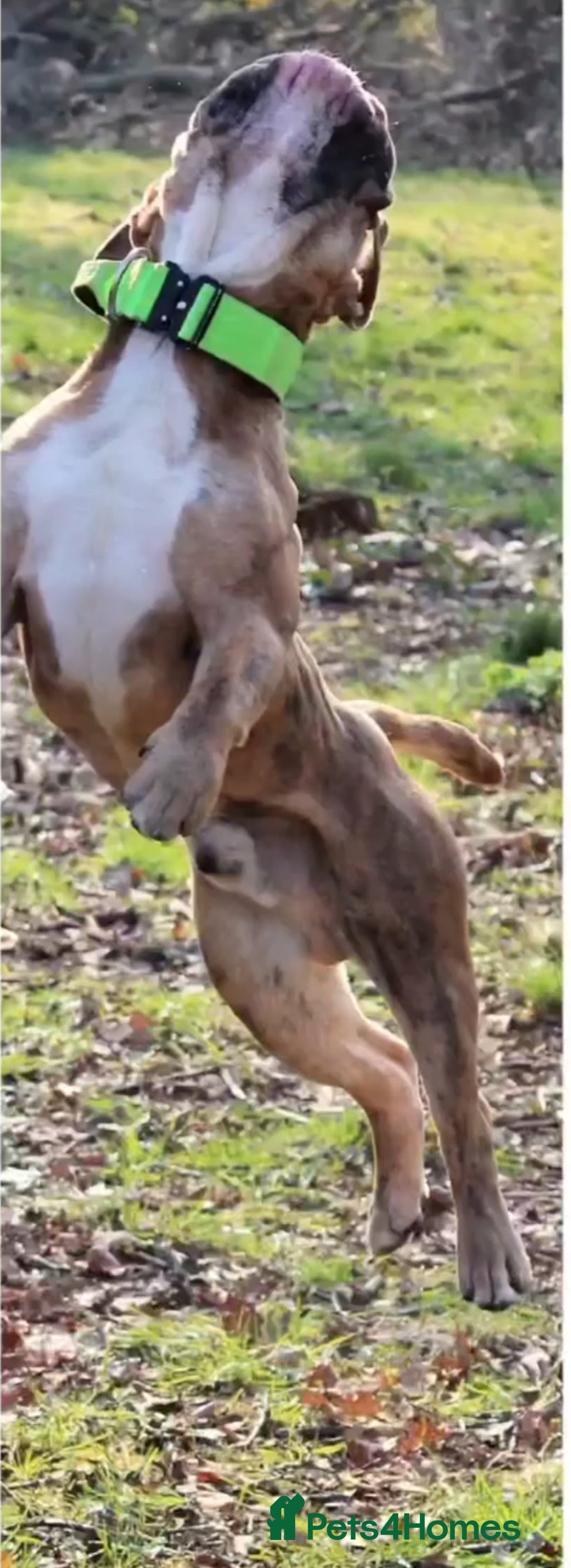 Olde English Bulldogge dogs for stud: 2 olde English bulldogs brothers for stud - Image 11