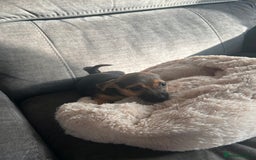 Jack Russell dogs for sale: Jack Russell pups  - Image 8