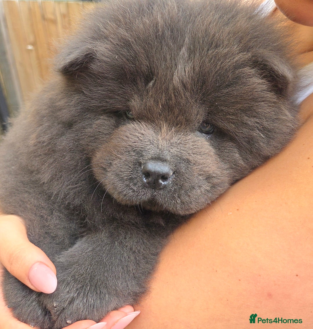Chow Chow dogs for sale: Chow chow puppies  - Image 1