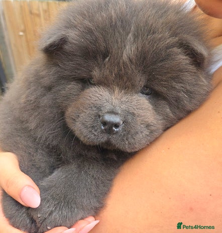 Chow Chow dogs - Advert 5