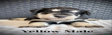 Miniature Schnauzer 6