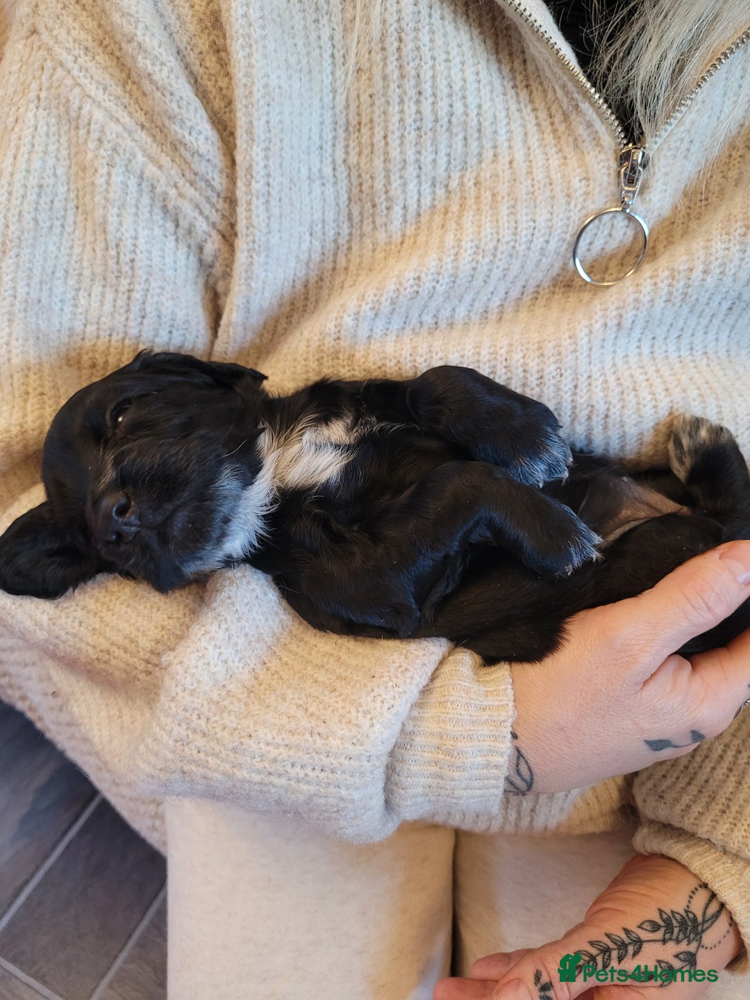 Cocker Spaniel dogs for sale: Gorgeous litter of cocker spaniels - Advert 9