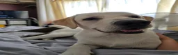 Labrador Retriever dogs for sale: Puppies confirmed by scan in Fareham - Advert 2