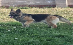 German Shepherd dogs for sale: 2 German Shepherd Bitches Ready Now - Image 10