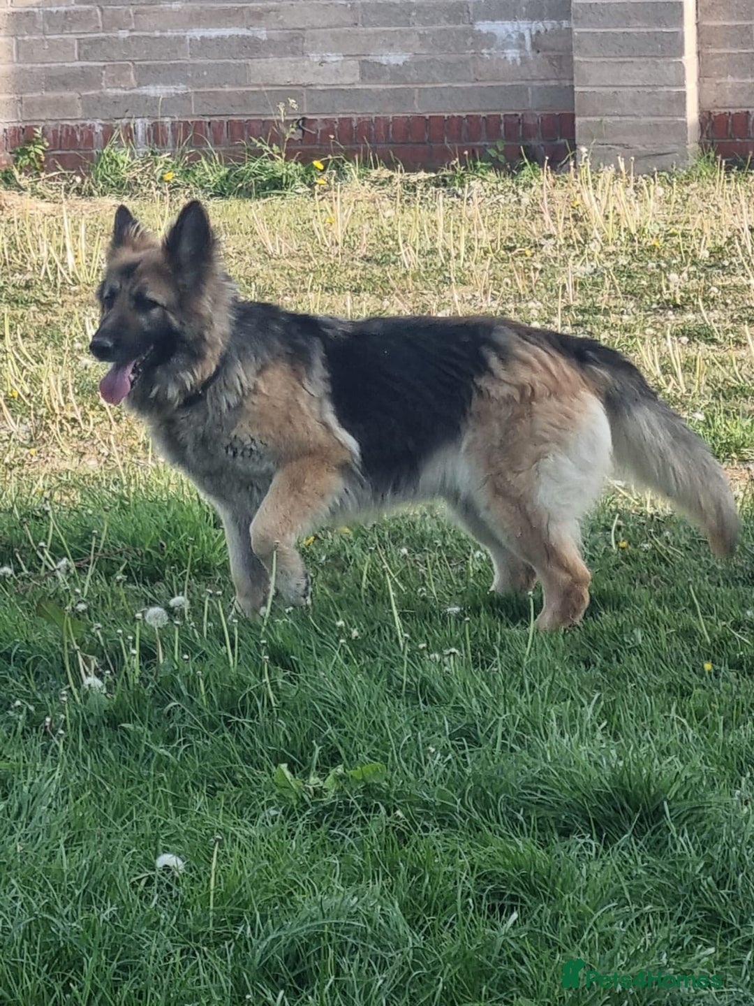 German Shepherd dogs for sale: 2 German Shepherd Bitches Ready Now - Image 10