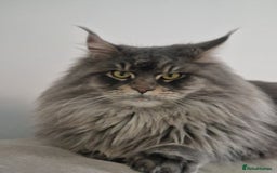 Maine Coon cats for sale: Maine coon kittens  - Image 21