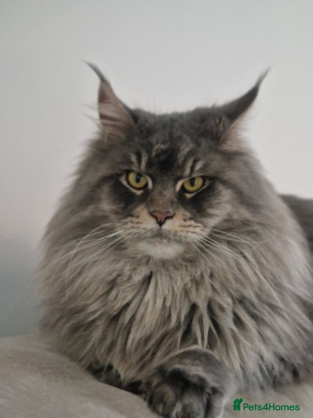 Maine Coon cats for sale: Maine coon kittens  - Image 21