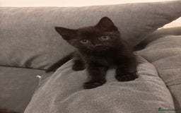 Mixed Breed cats for sale: Bonded brother and sister to go together!  - Image 2