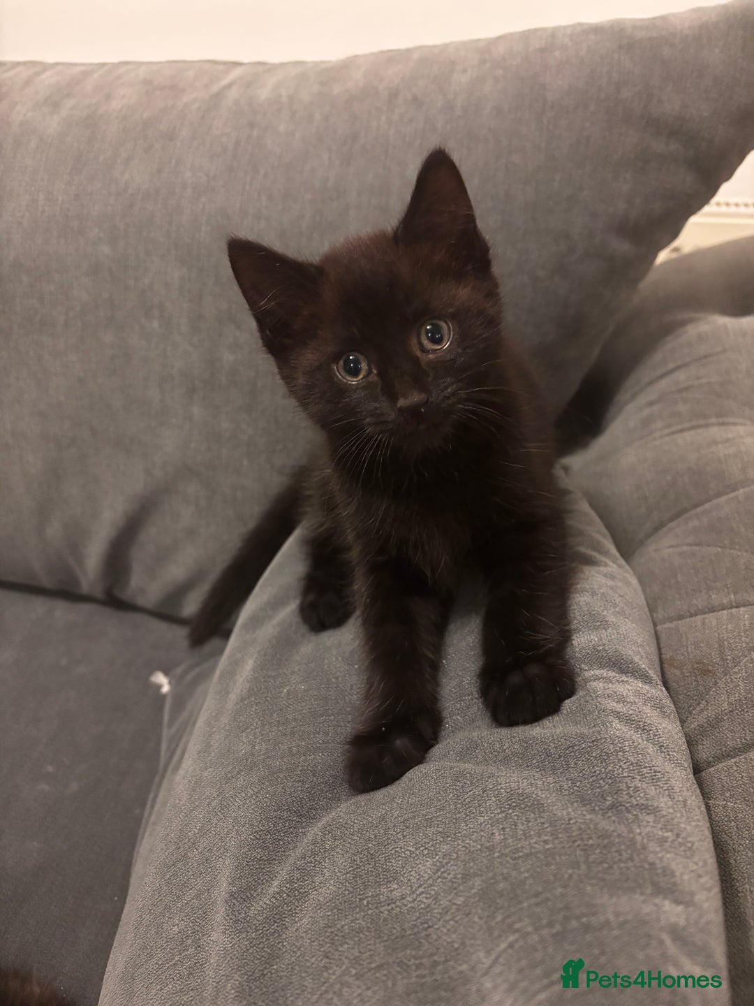 Mixed Breed cats for sale: Bonded brother and sister to go together!  - Image 2