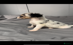 Mixed Breed dogs for sale: Gorgeous litter of Jack x chi pups  - Image 11