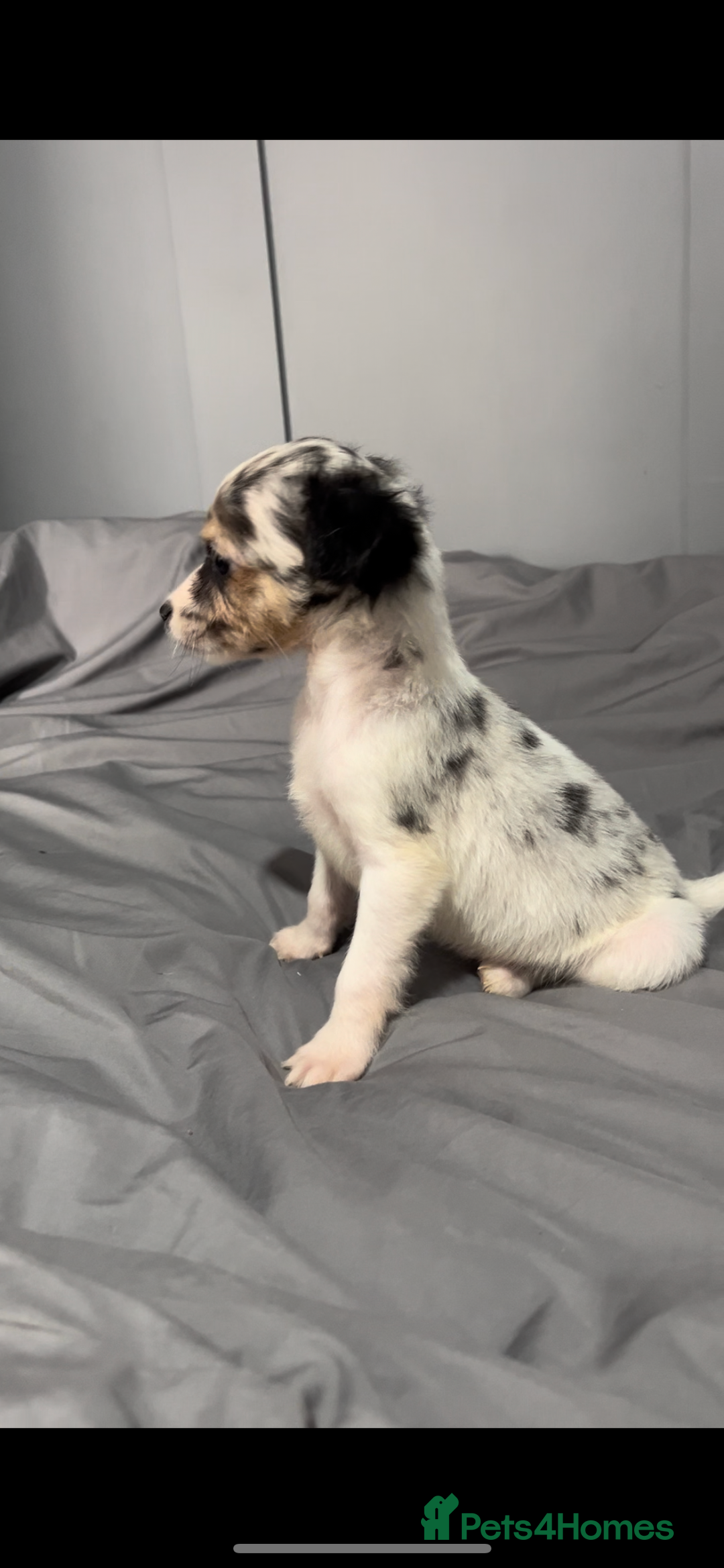 Mixed Breed dogs for sale: Gorgeous litter of Jack x chi pups  - Image 11