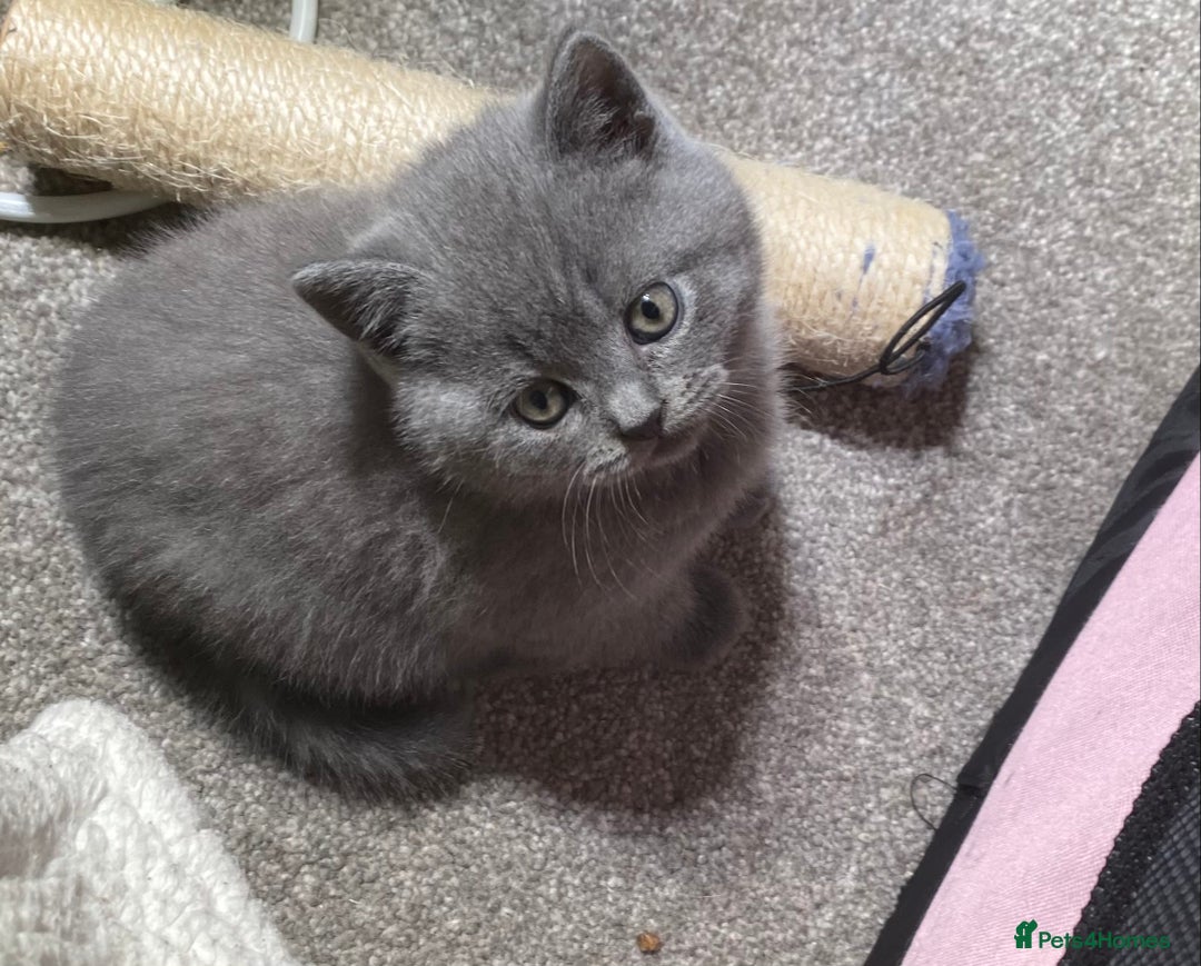 British Shorthair cats for sale: Stunning British short hair GCCF/TICA - Advert 40