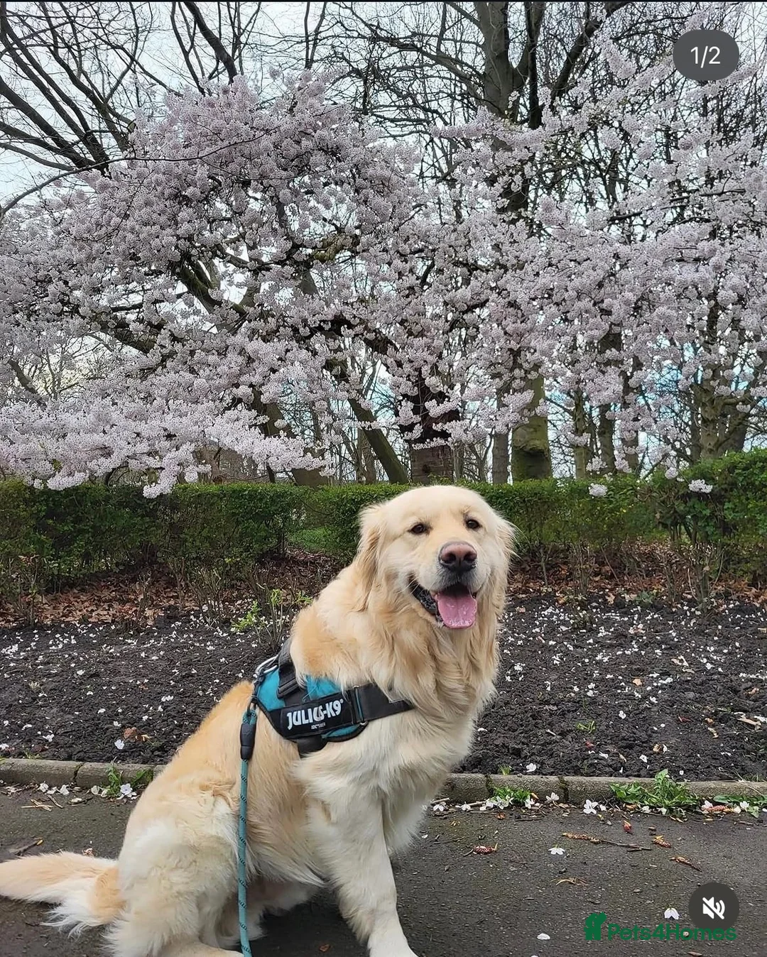 Golden Retriever dogs for sale: 4 year old male golden retriever for rehoming - Advert 2
