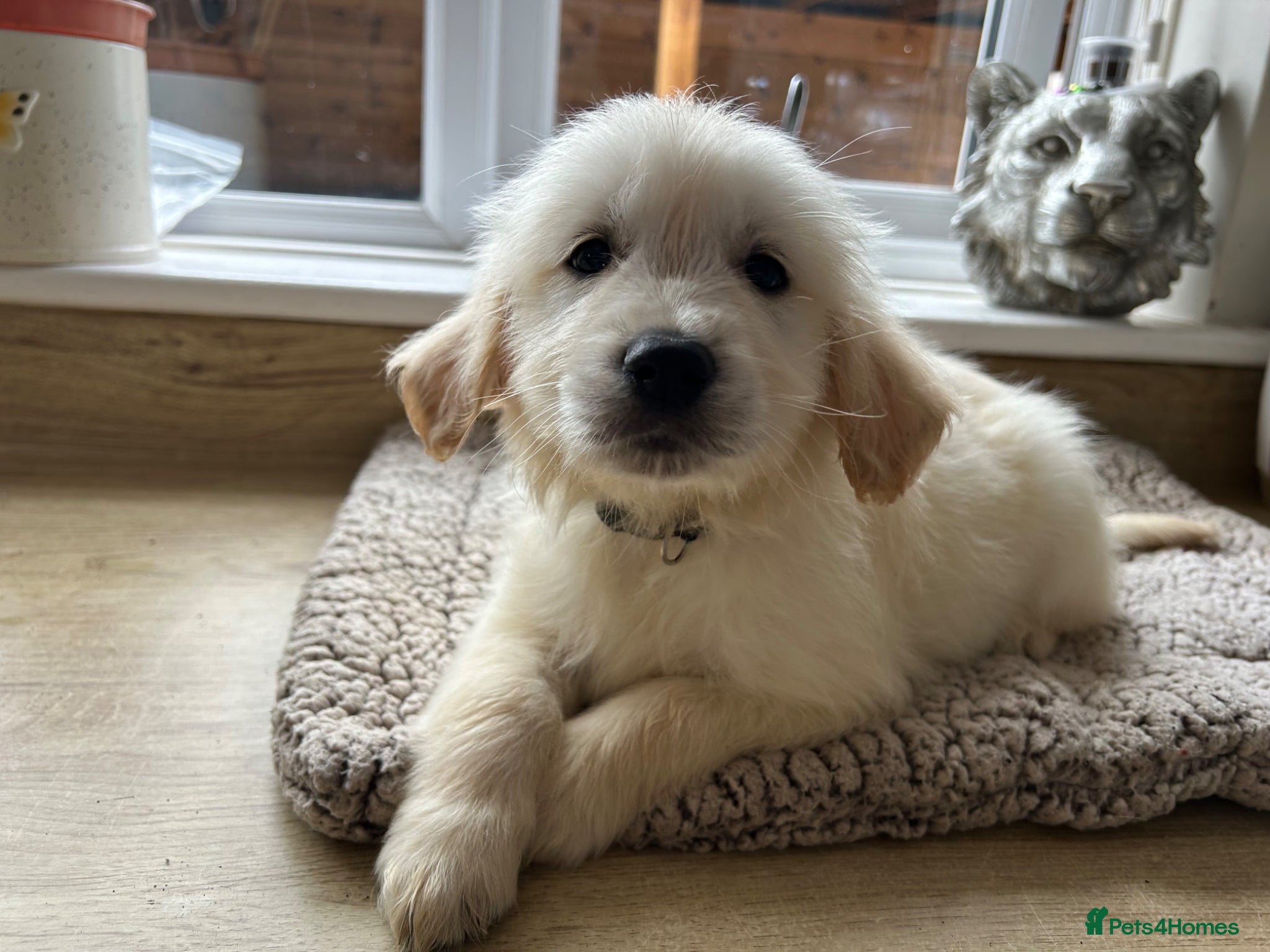 Golden Retriever dogs Gorgeous golden retriever pups - Advert 7