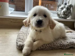 Golden Retriever dogs Gorgeous golden retriever pups - Advert 7