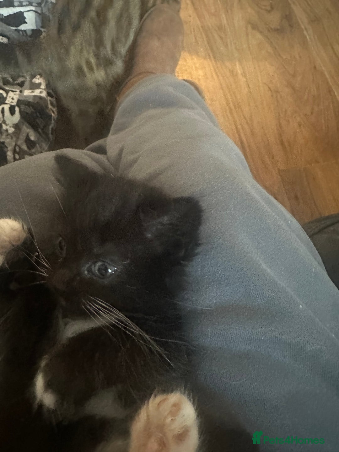 Ragcoon cats for sale: Ragdoll cross - Advert 15