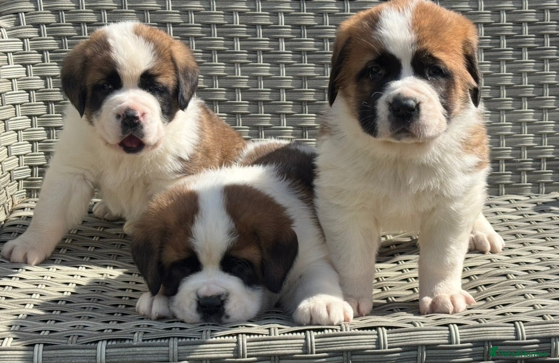 Saint Bernard dogs Stunning Chunky KC reg ST Bernard puppies for sale - Advert 1