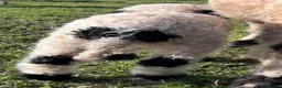 Sheep livestock for sale: Swiss Bred Valais Blacknose ewe Lamb - Advert 4