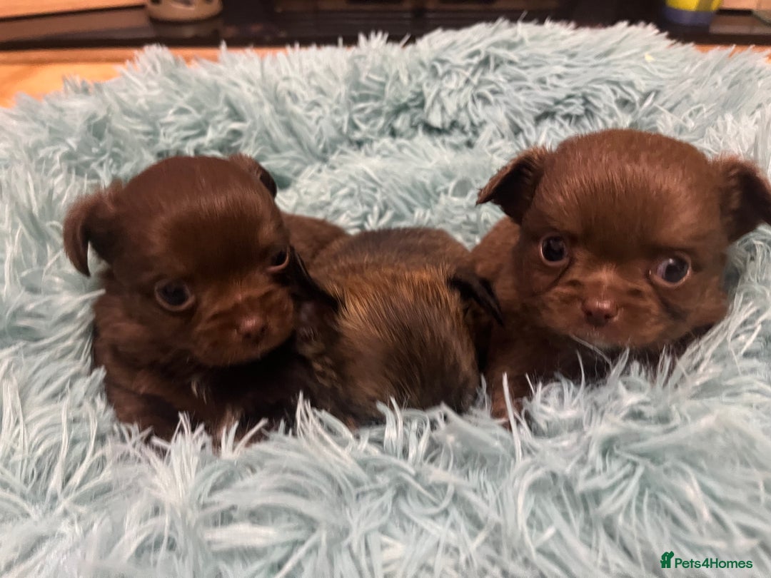 Chihuahua dogs for sale: 3 Gorgeous long coats boys - Advert 8