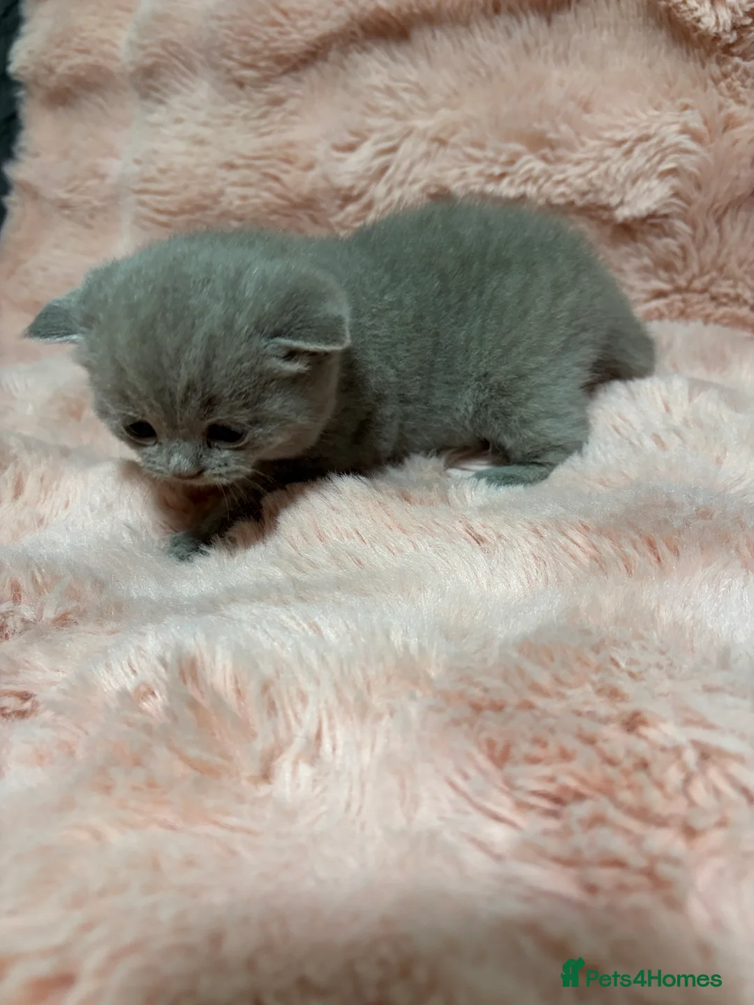 British Shorthair cats for sale: Beautiful British short hair kittens  - Advert 18